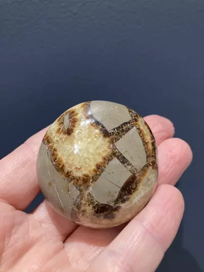 plant/Septarian Palm stone - Intuitively Chosen-2-thumbnail