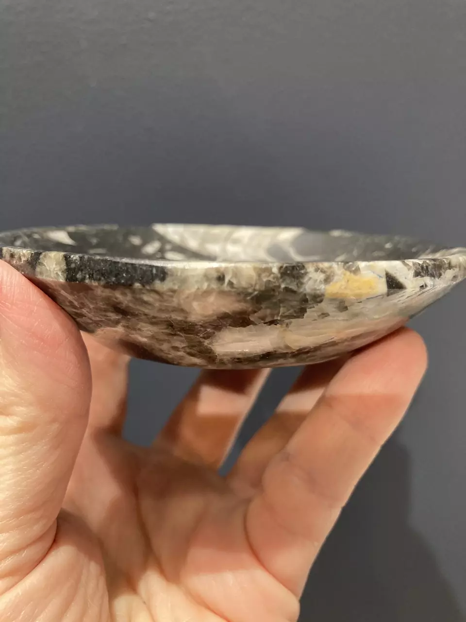 plant/Fossil dish - Intuitively Chosen-1