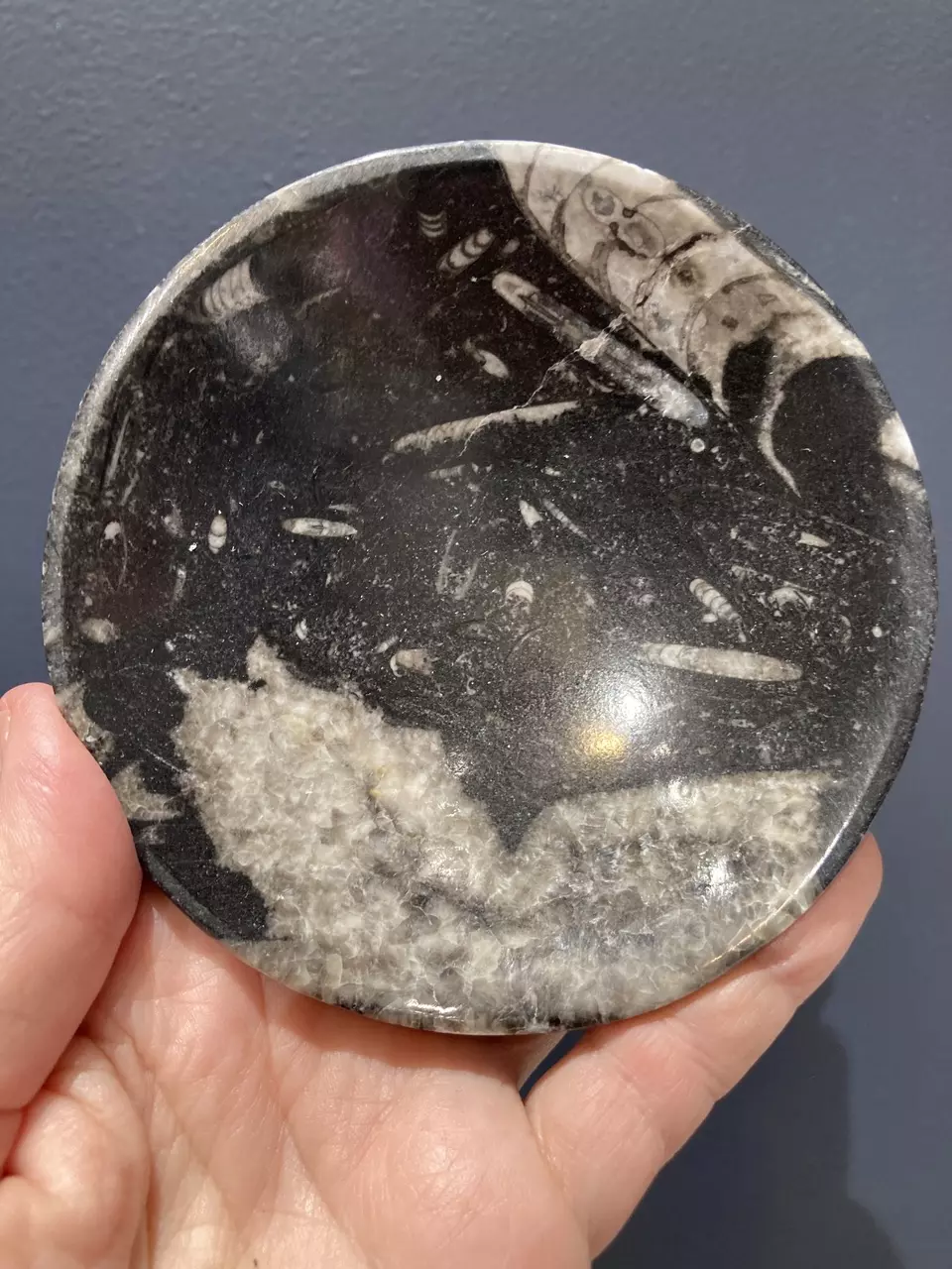 plant/Fossil dish - Intuitively Chosen-0