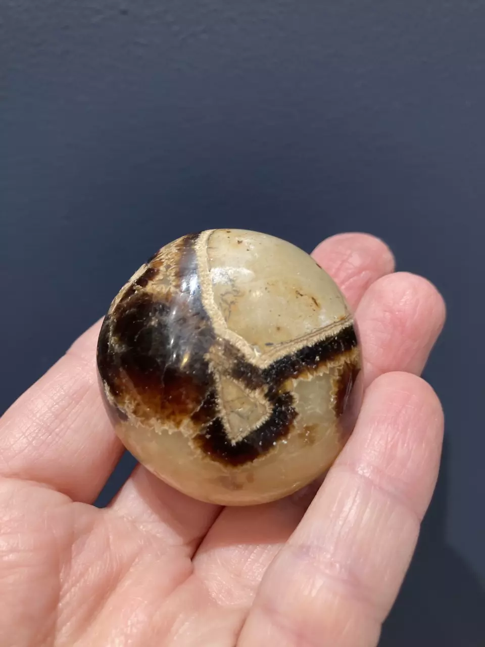 plant/Septarian Palm stone - Intuitively Chosen-1