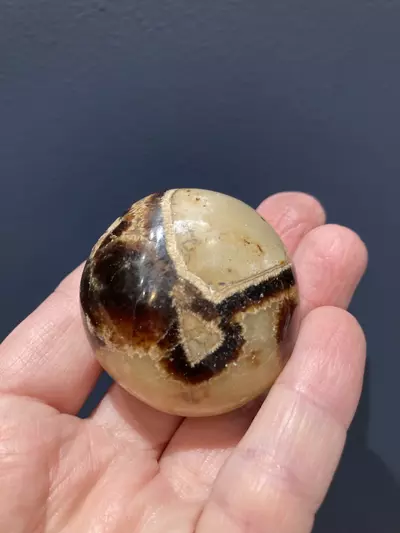 plant/Septarian Palm stone - Intuitively Chosen-1-thumbnail