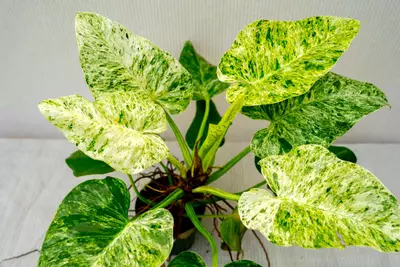 plant/0144 - Philodendron Giganteum Var. TC-0-thumbnail