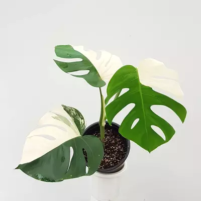 plant/0085 - Monstera Deliciosa Albo Var TC-0-thumbnail