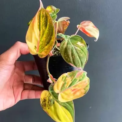 plant/0091 - Philodendron Micans Var TC-0-thumbnail