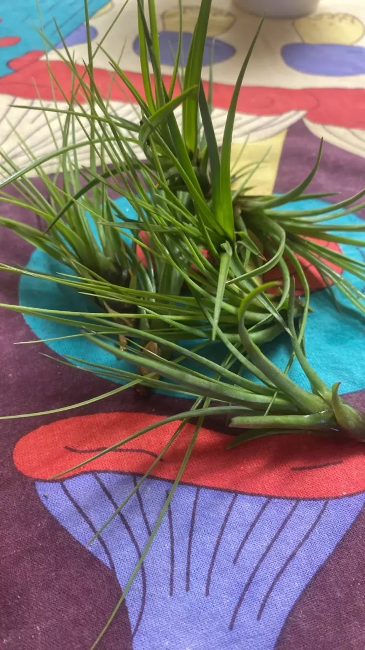 plant/Airplant Tillandsia tricolor v. Melanocreter.-0