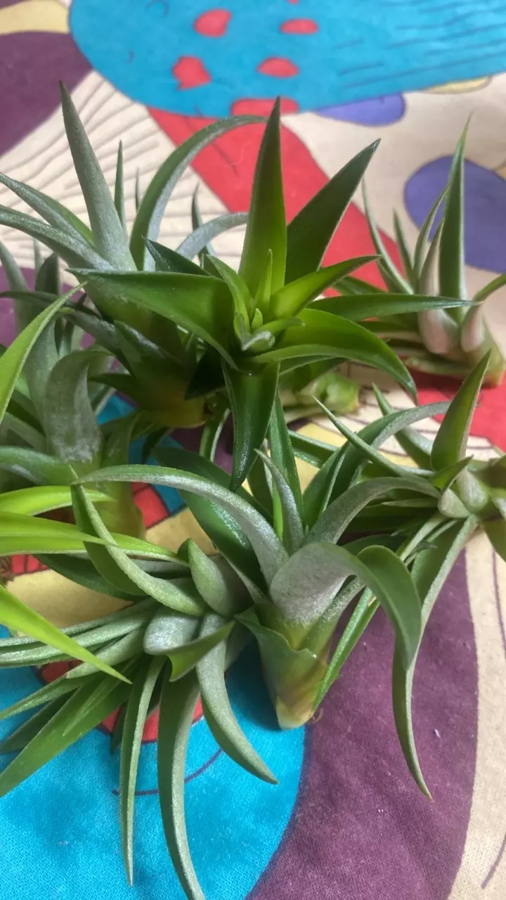 plant/Airplant Tillandsia capitata peach.-0