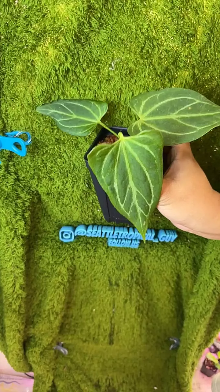plant/Kos butterfly x papi-0