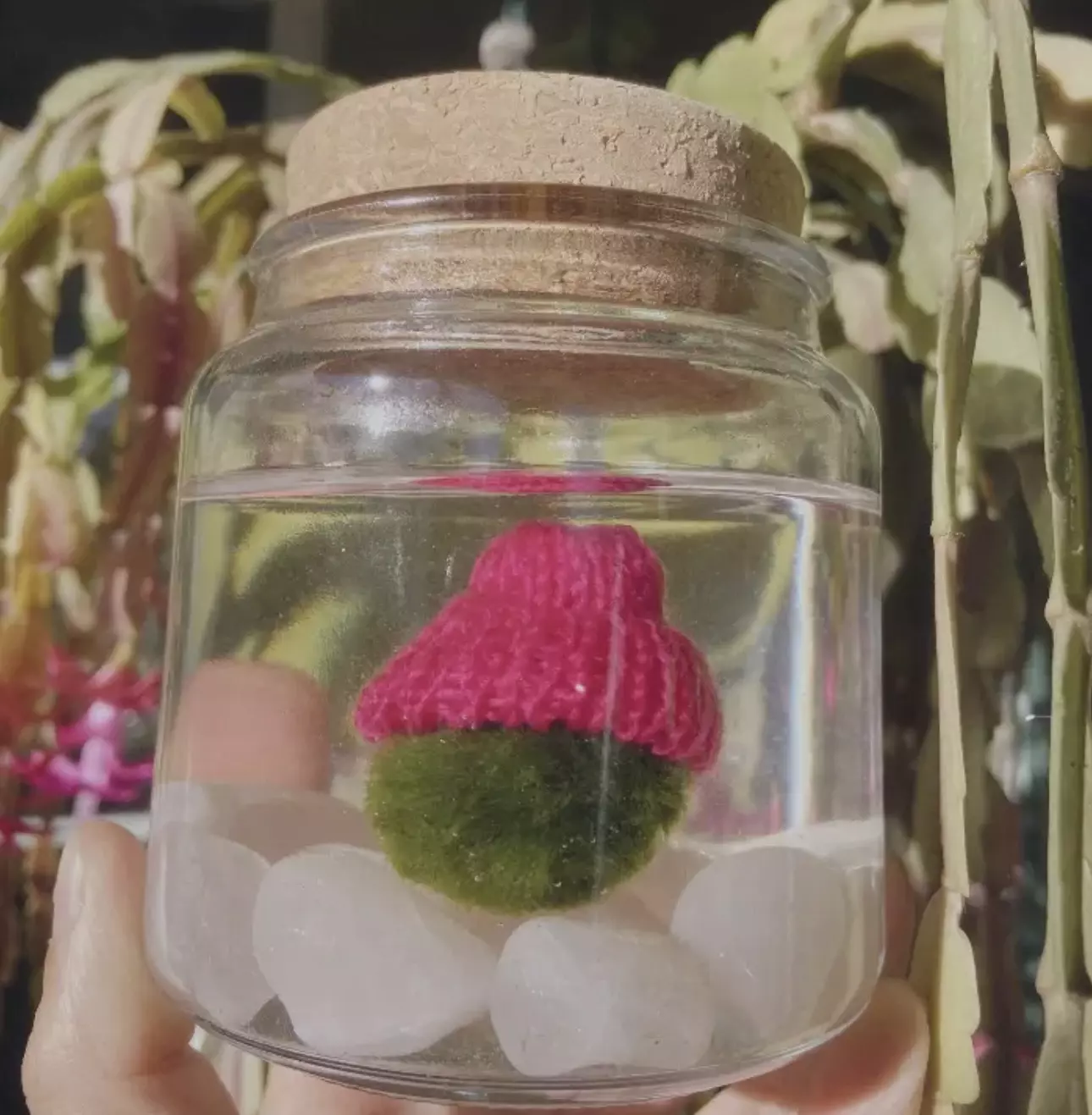 plant/PRE ORDER WHITE HAT FOR MOSS BALL-0