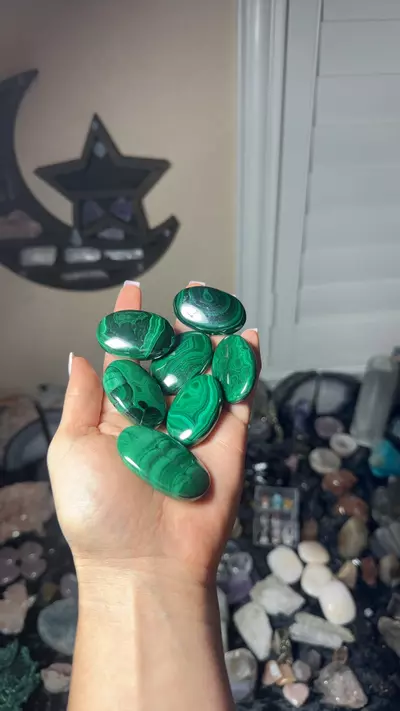 plant/Malachite palm you pick-0-thumbnail