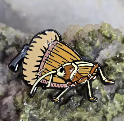 plant/Enamel Pin - Acorn Weevil-0-thumbnail