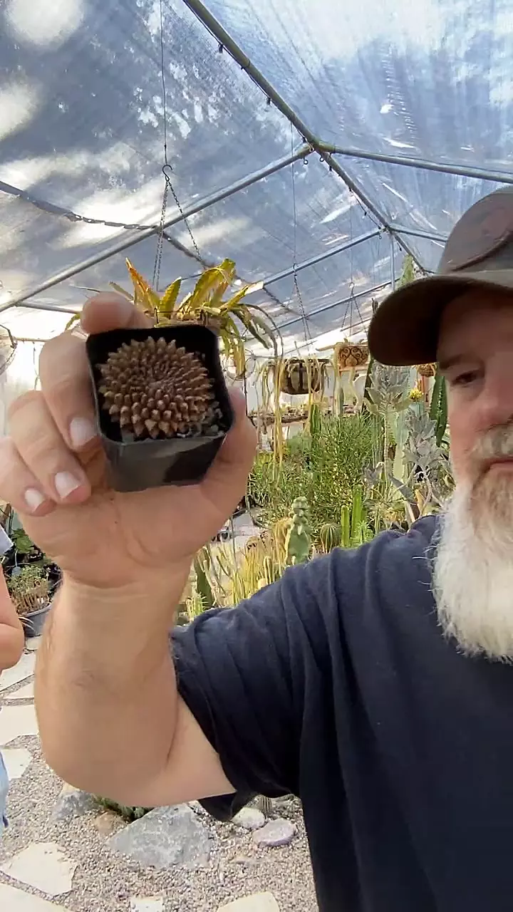 plant/Cactus Friedrichii Inermis crest-0