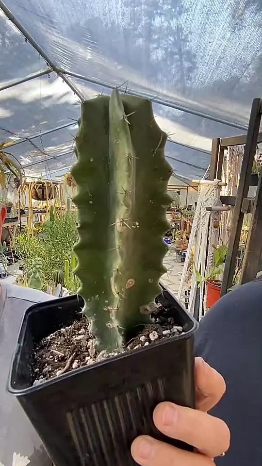 plant/Cactus Stenocactus Pipe Organ 5”-0