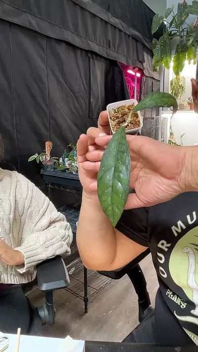 plant/86 Callistophylla Black Cat-0-thumbnail