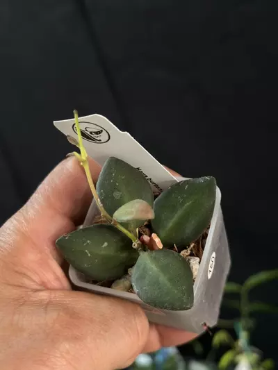 plant/83 Hoya burtoniae-0-thumbnail