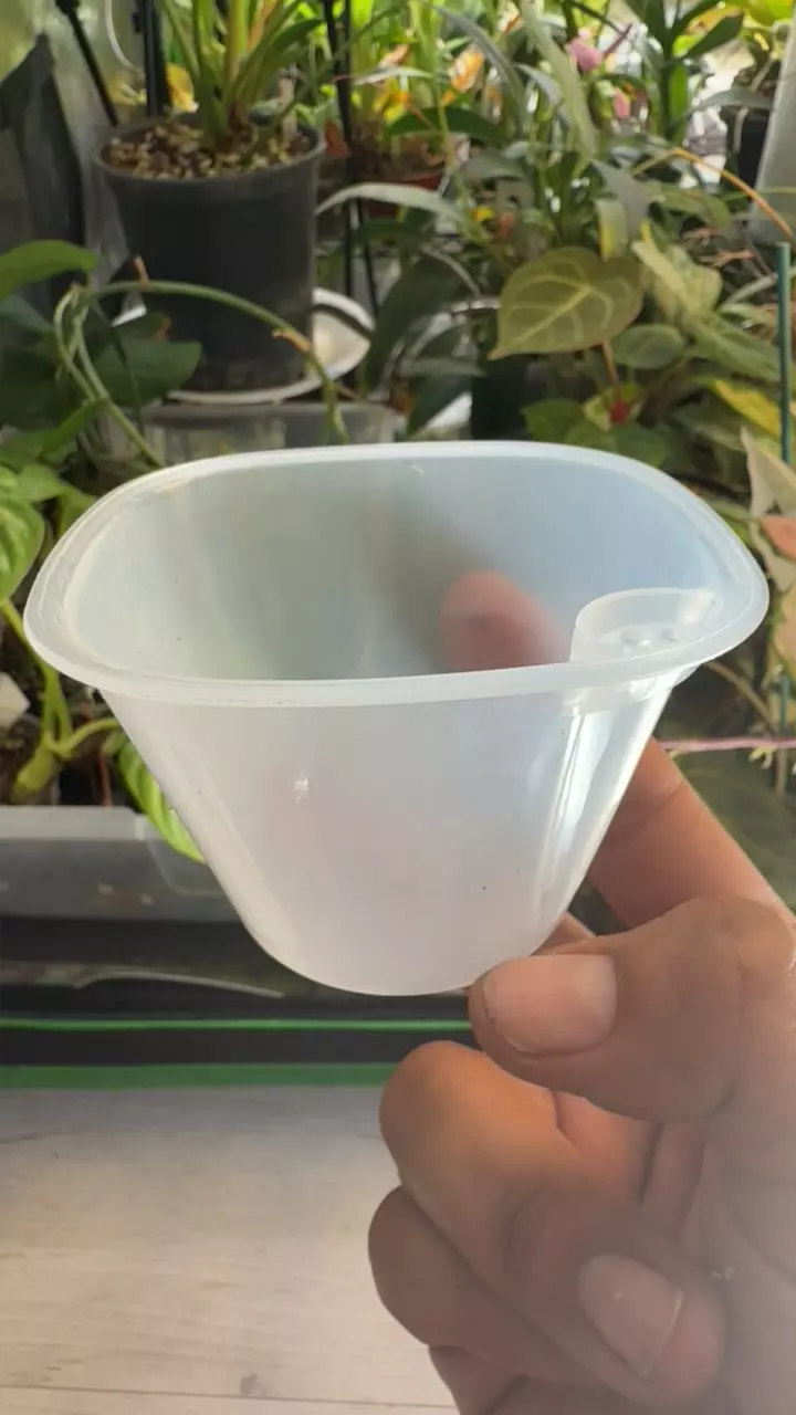 plant/2 inch pot-0