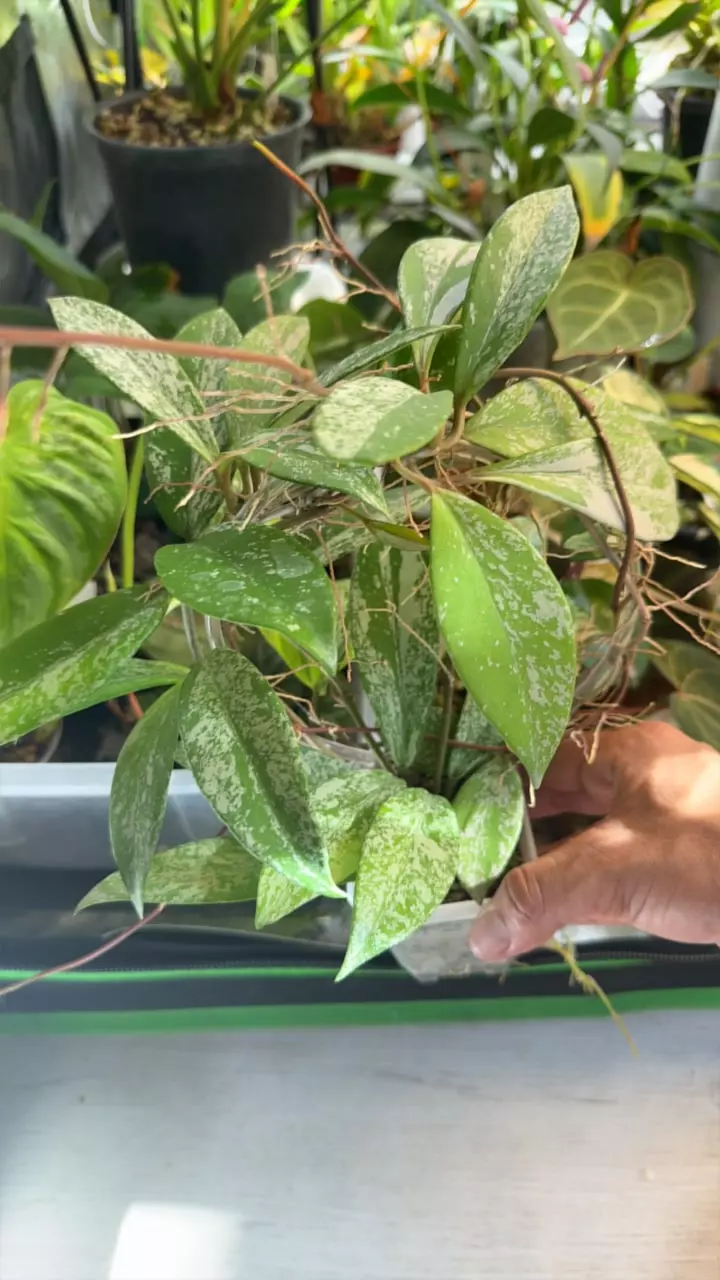 plant/Hoya Wilber graves china 2 leaf rooted cutting-0