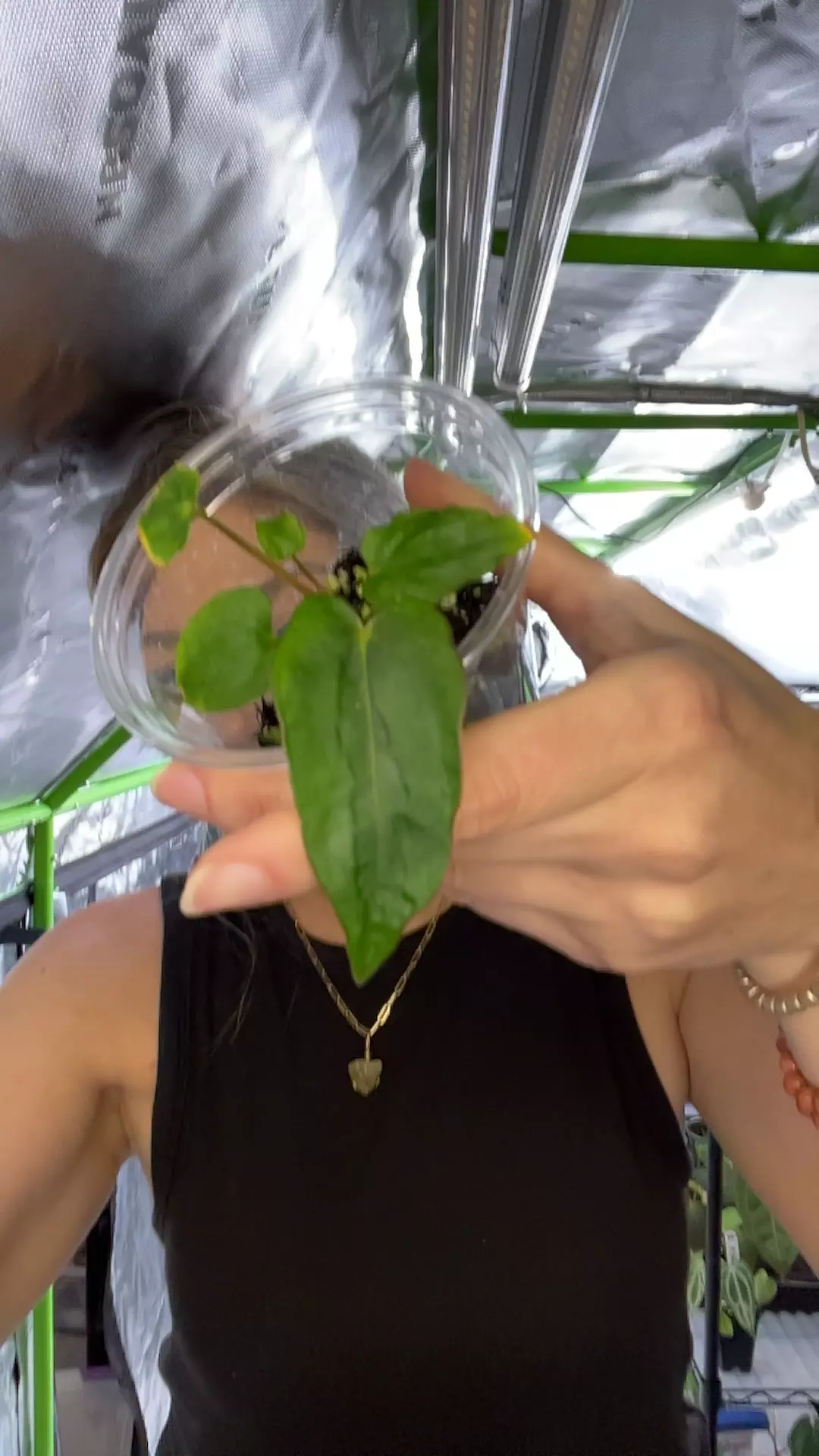 plant/Mutated NSE Dress x Carla RA 8 (Buz plants clone)-0