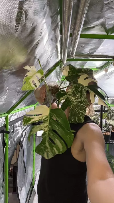 plant/High color M. Albo-0-thumbnail