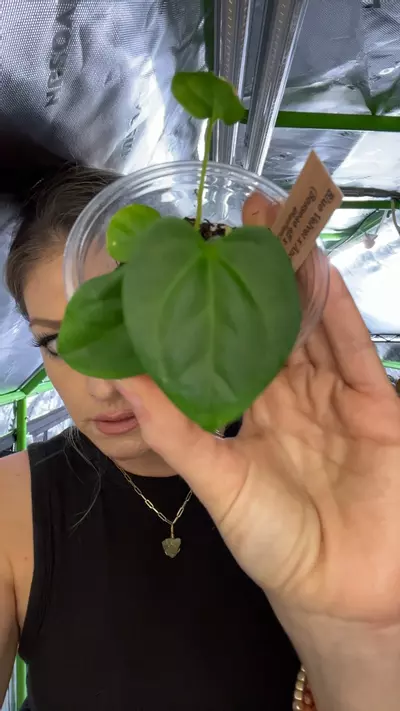 plant/Bessea Aff x Debilis “Blue Moon”-0-thumbnail