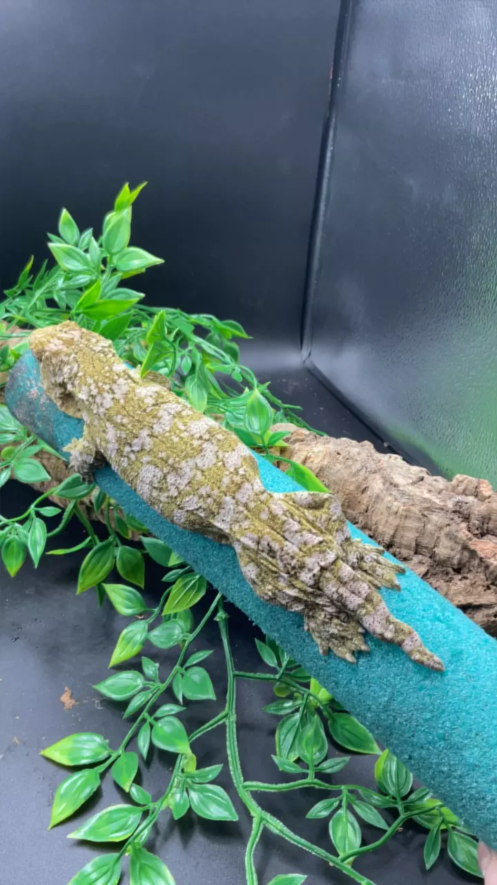 plant/107 Female Leachie produced by Freakie Leachies  150g-0