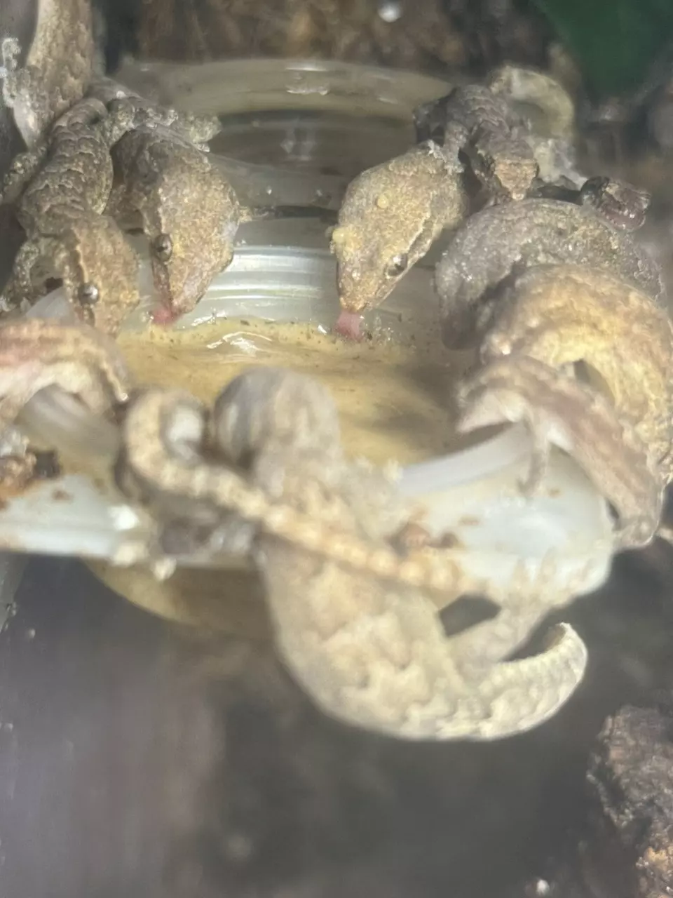 plant/3 adult Mourning Geckos-0