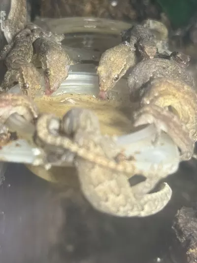 plant/3 sub adult Mourning Geckos-0-thumbnail