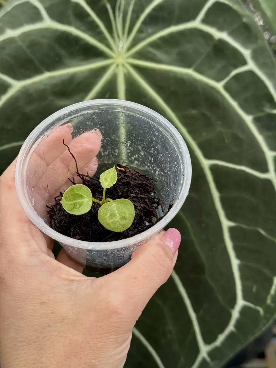 plant/3” Anthrurium Zara x Self (Seedling)-0