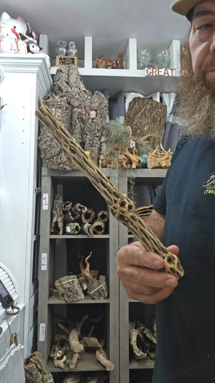 plant/Cholla wood-0