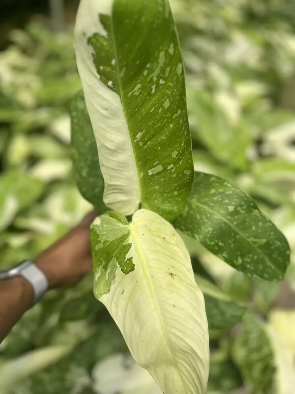 plant/CHANCE to win Monstera Albo - JOSE BUONO Growers Choice-1
