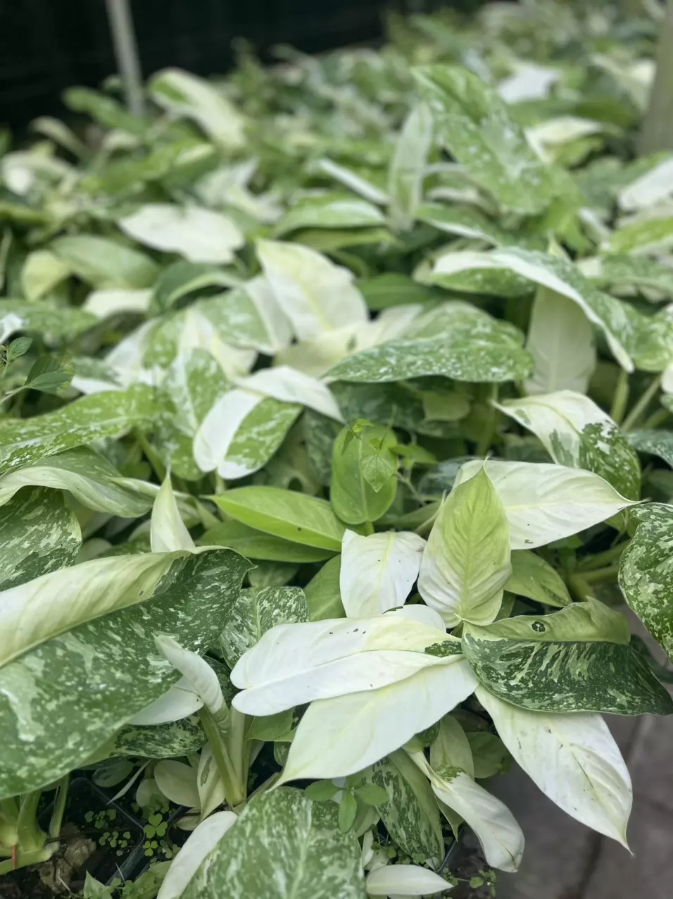 plant/CHANCE to win Monstera Albo - JOSE BUONO Growers Choice-2