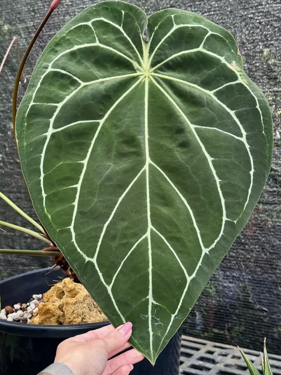 plant/3” Anthrurium Zara x Self (Seedling)-1