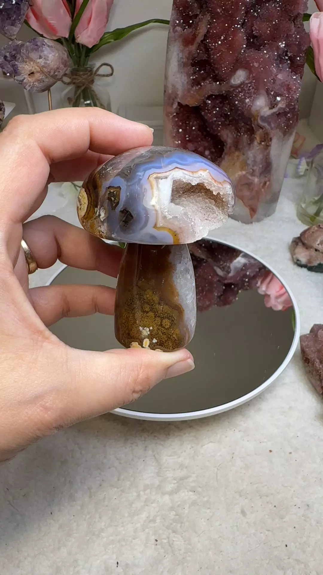 plant/Blue banded agate mushroom-0