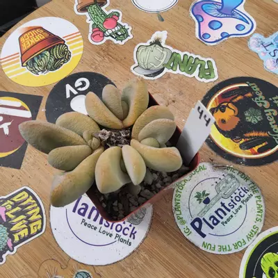 plant/44. Mesemb (Cheiridopsis?) In 3"-0-thumbnail