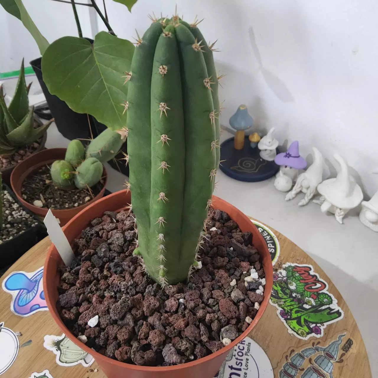 plant/19. Tricho JS444 x Pach-0