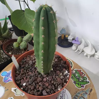 plant/19. Tricho JS444 x Pach-0-thumbnail