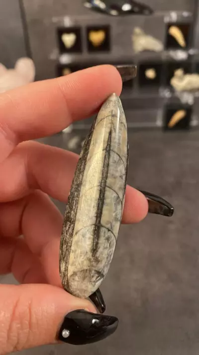 plant/Medium Orthoceras- 400 MYO- Buyers Choice-0-thumbnail