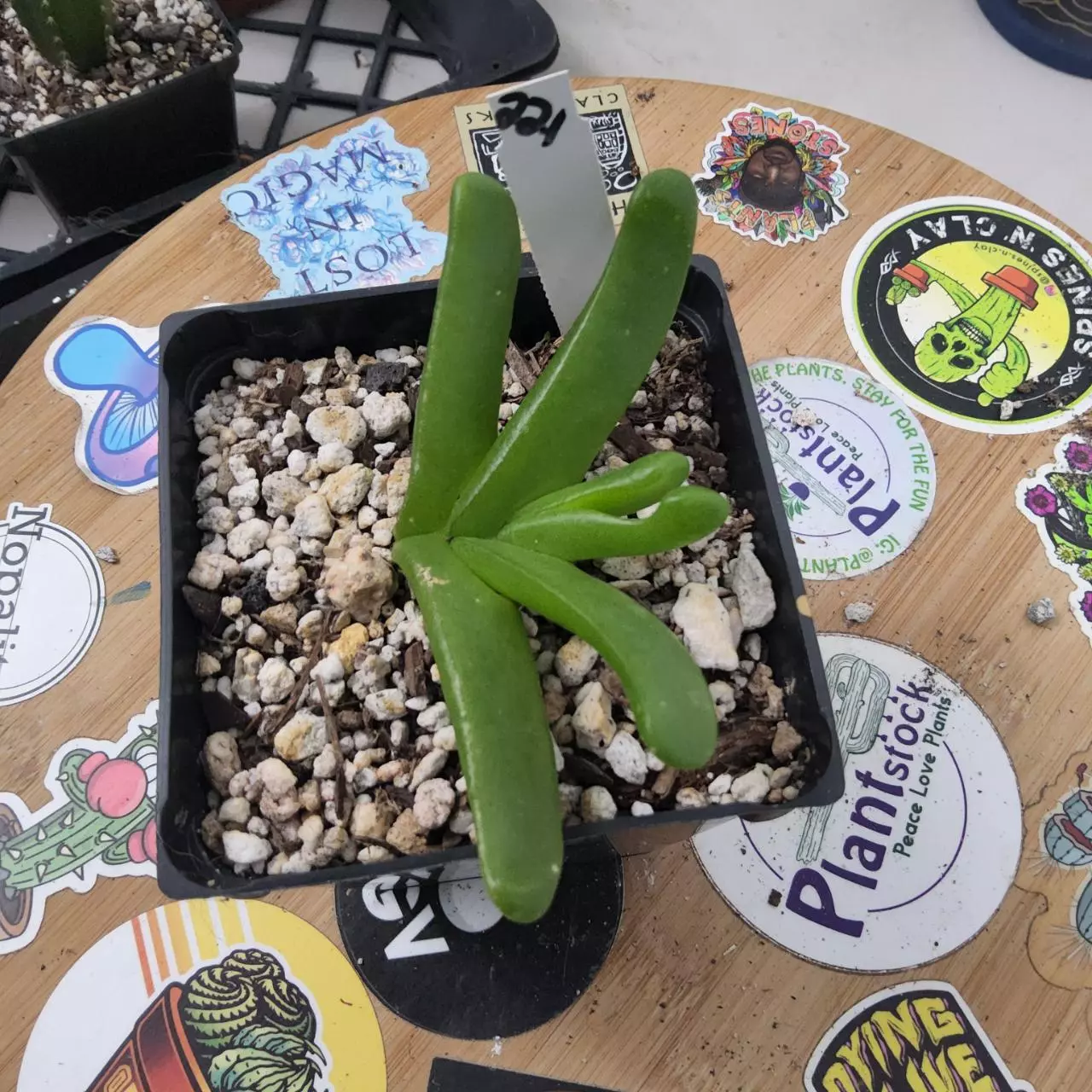 plant/221. Glottiphyllum depressum in 4"-0