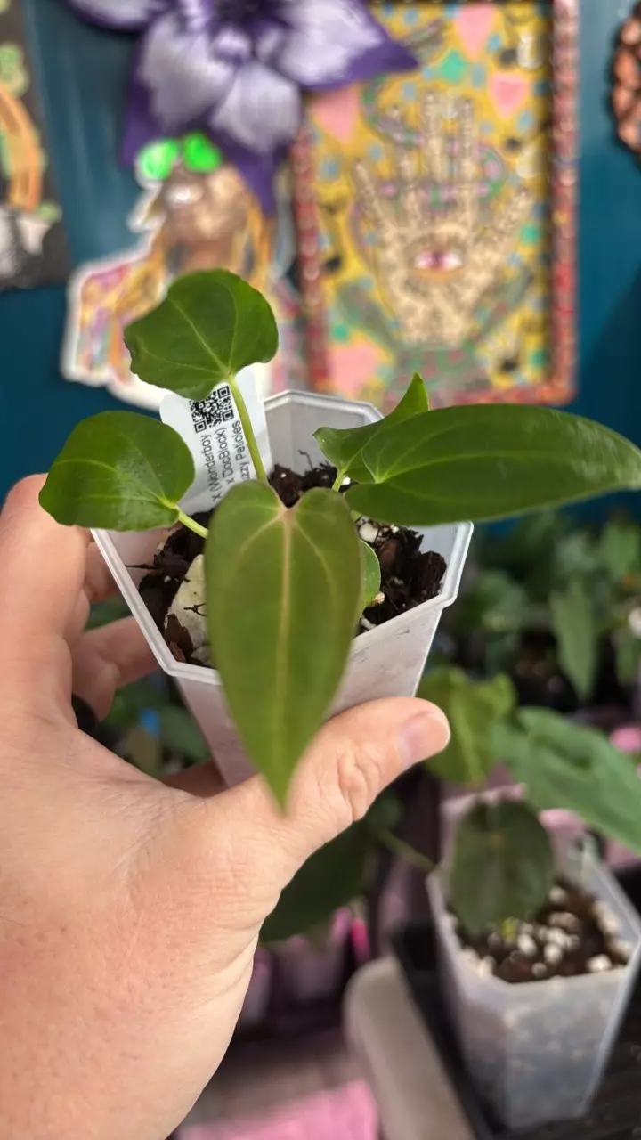 plant/G240 (Tim’s Black x Villenaorum) X (Wonderboy x Doc Block)-0