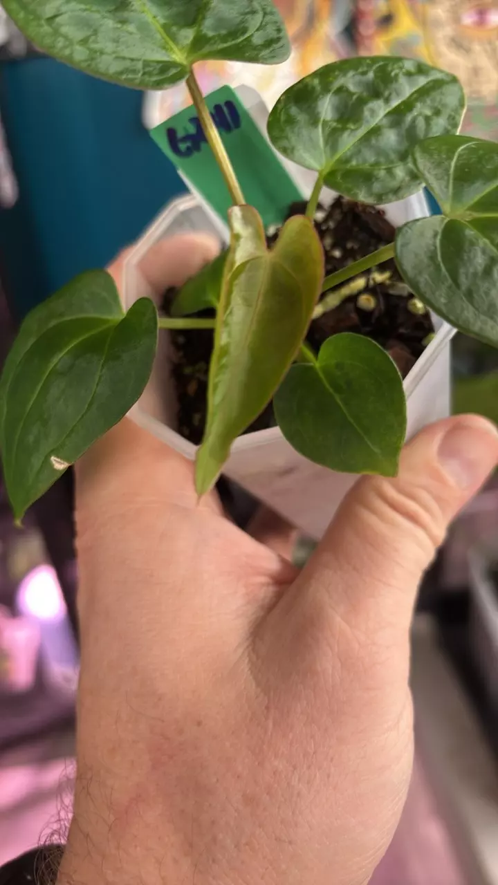 plant/G241 Swampmanii X ‘BP’-1