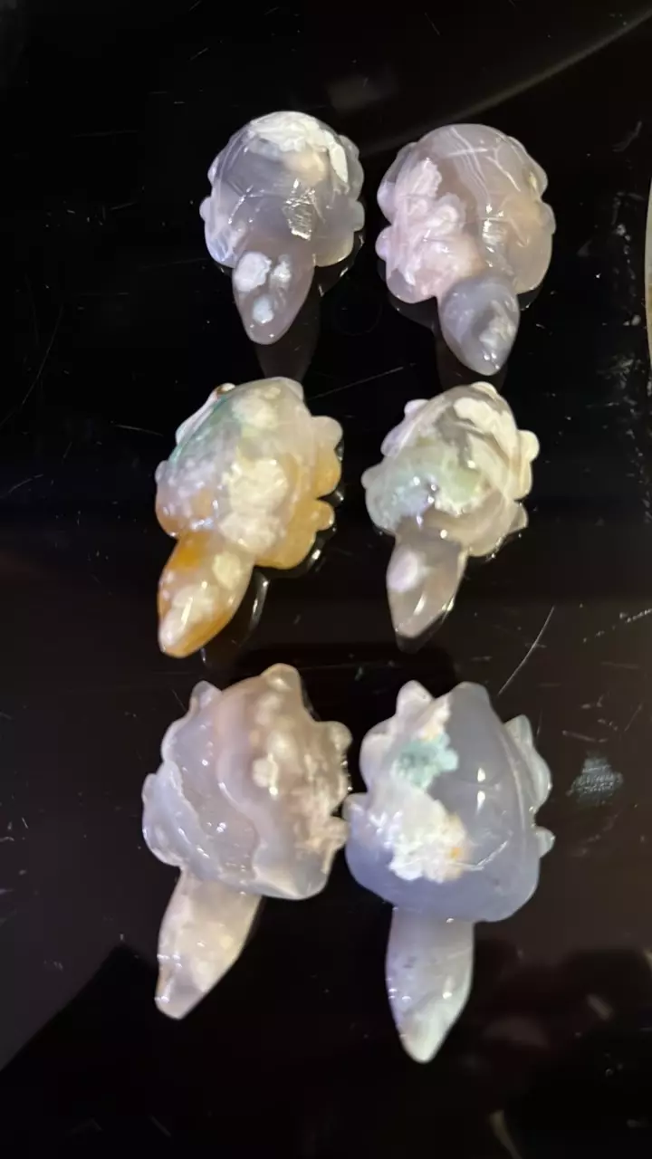 plant/First buy first pick flower agate turtles-0