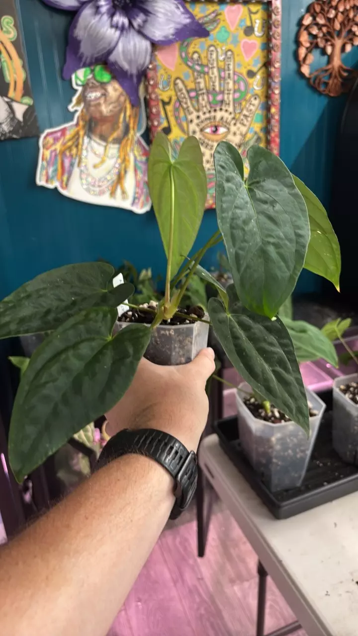 plant/G235 (Pap x Carla) X (FSRL x FS self)-0