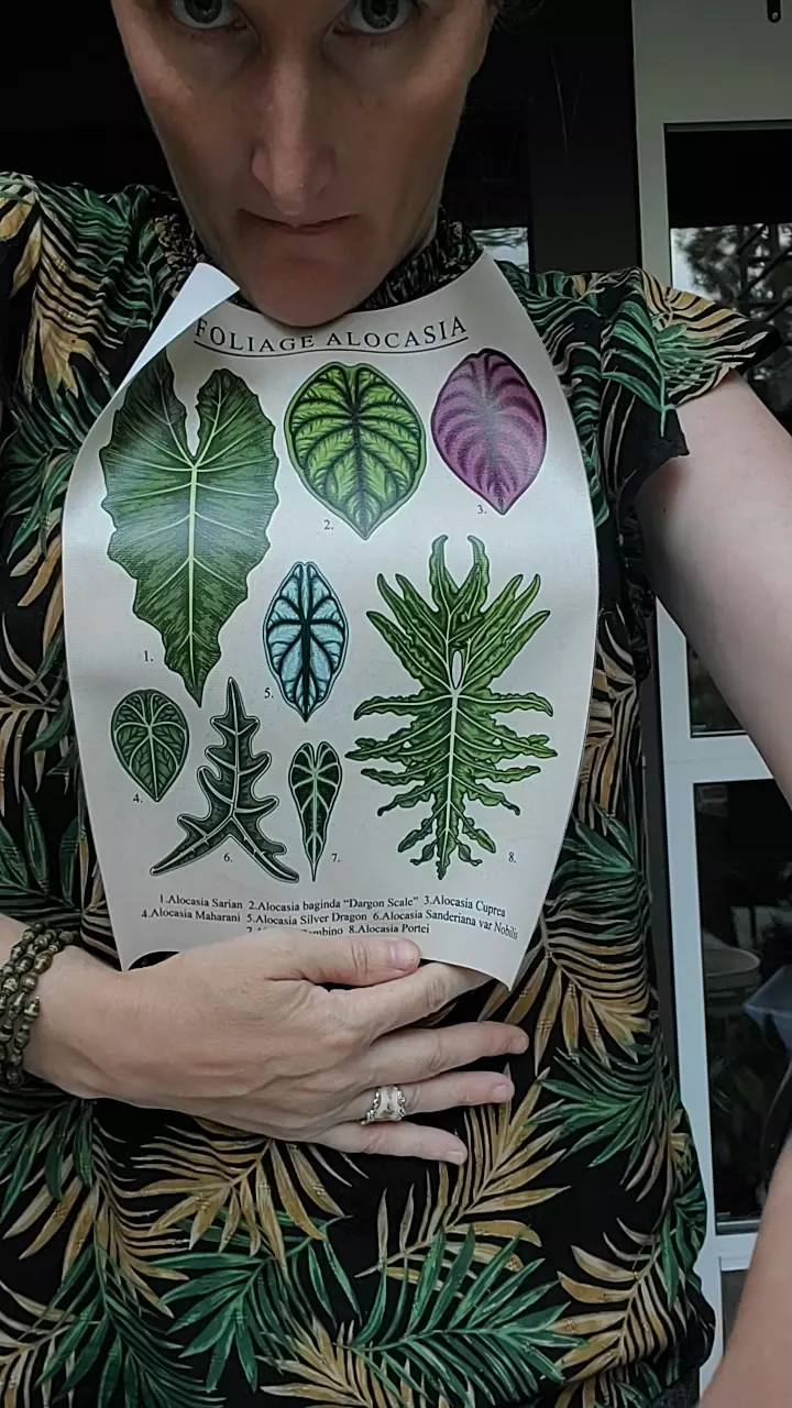 plant/Foliage alocasia canvas 8x10-0