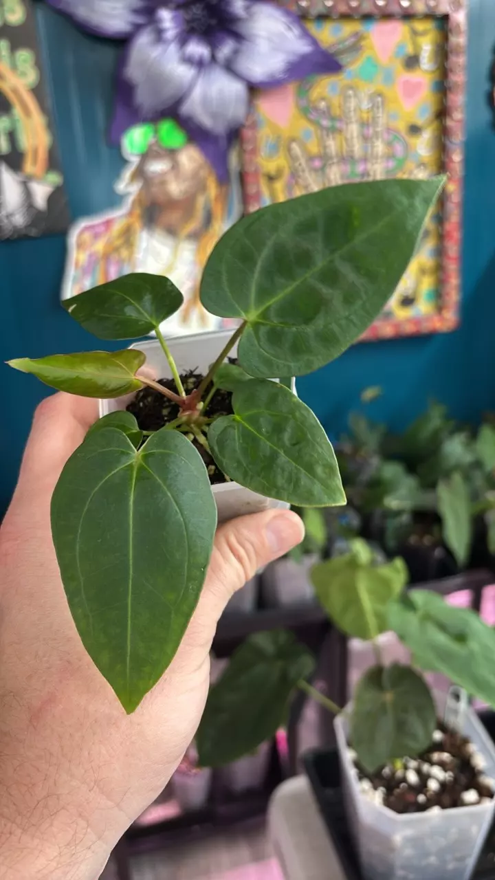 plant/G241 Swampmanii X ‘BP’-0
