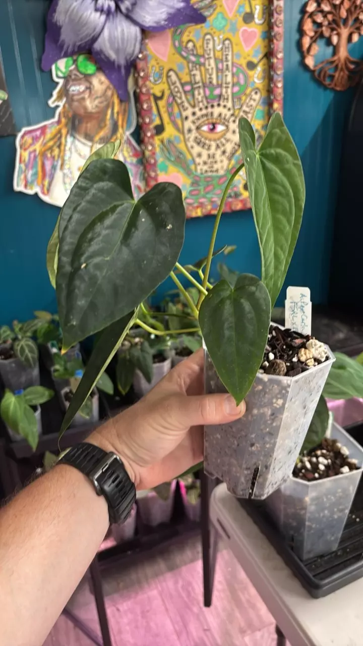 plant/G235 (Pap x Carla) X (FSRL x FS self)-1