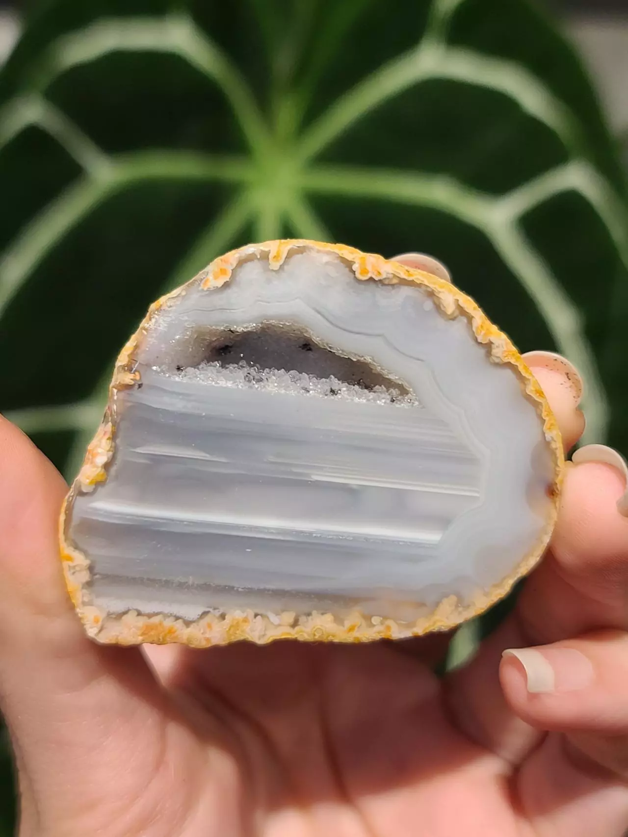 plant/Agate geode-0