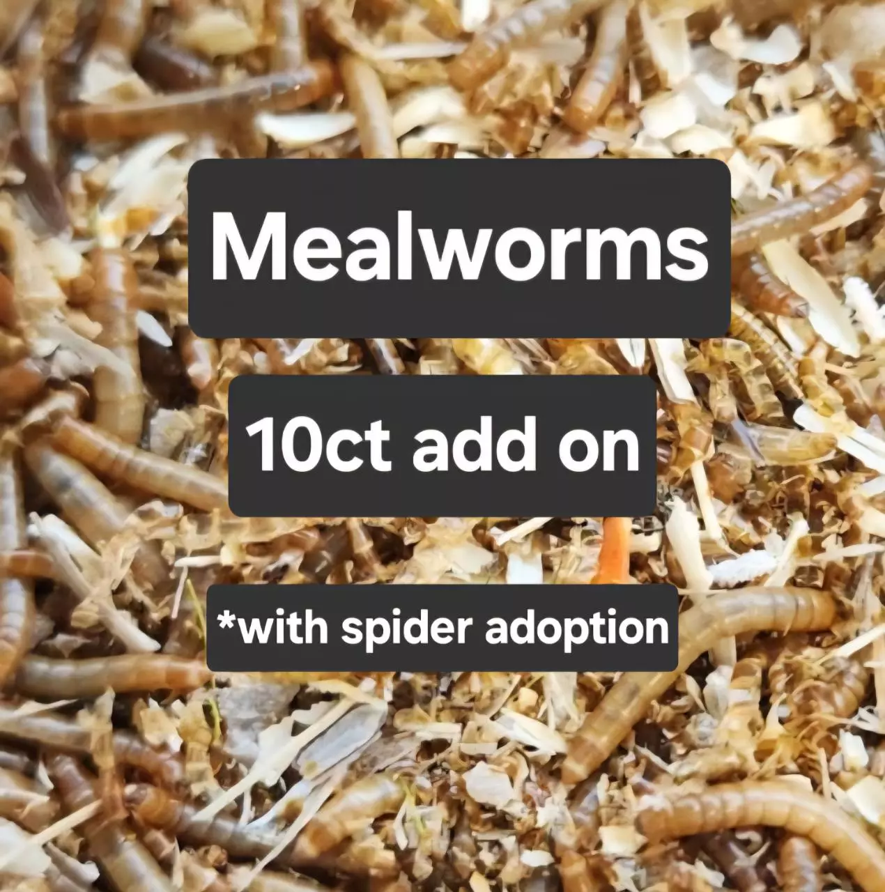 plant/ADD ON mealies-0