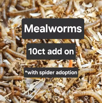 plant/ADD ON mealies-0-thumbnail