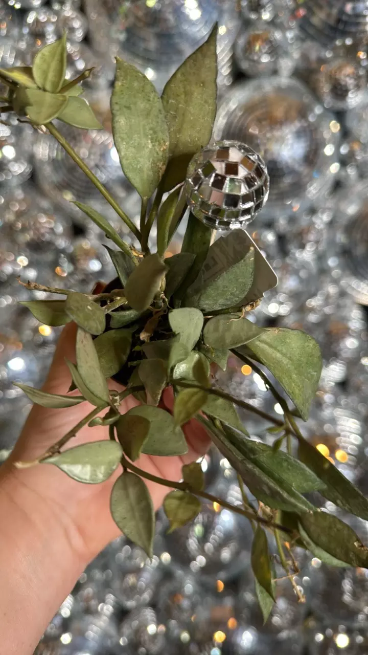plant/Lacunosa silver starter 2”-0