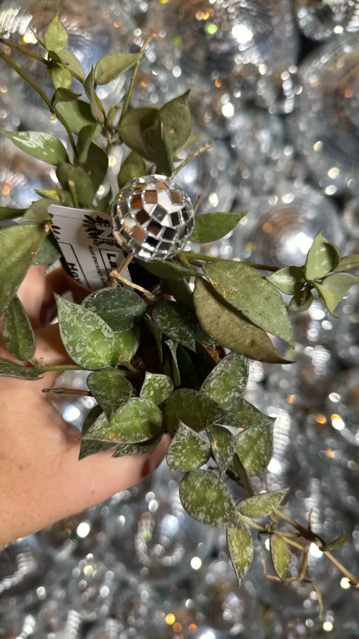 plant/Khroniana silver and lacunosa duo 2”-0