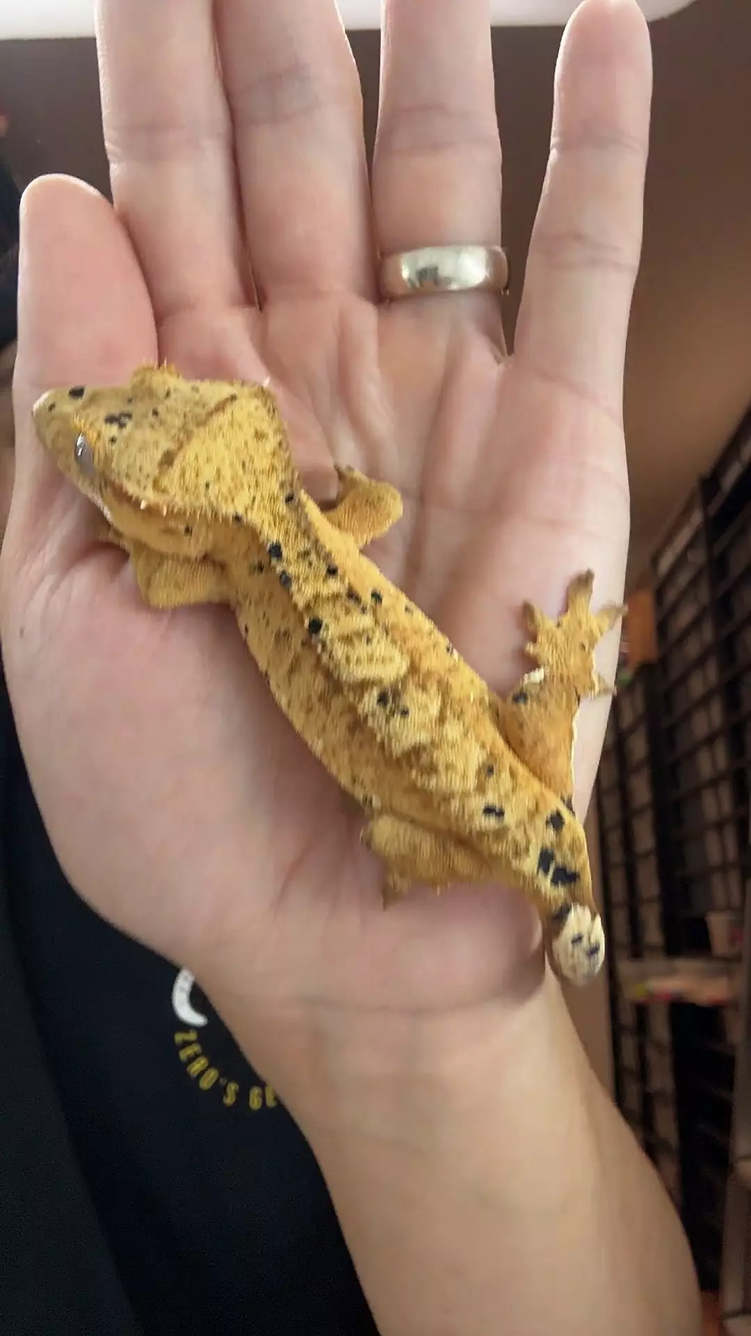 plant/19g female dal spots x crim-0